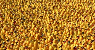 20000 ducks video
