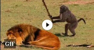 Funny Animals ; Funny video