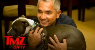 Cesar Millan Says Dogs Will Experience Separation Anxiety When People Go Back To Work | TMZ