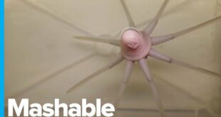 This Octopus Looks Real, But It’s Actually a Robot