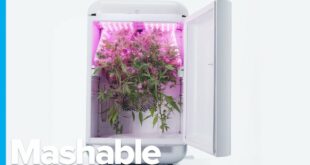 Futuristic Cannabis Farming is Here