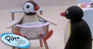 Pingu the Babysitter! | Pingu Official | 1 Hour | Cartoons for Kids