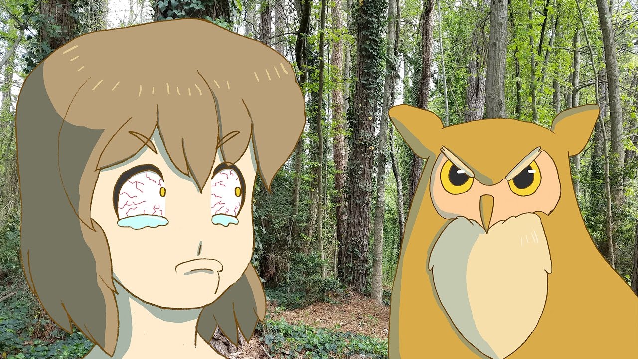 OWL STARING CONTEST ] Animated Movie Short Anime Girl Manga Kawaii Cute  Animals - Epic Heroes Entertainment Movies Toys TV Video Games News Art