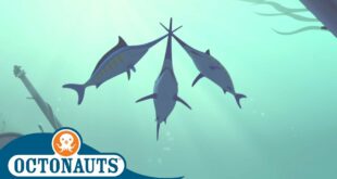 Octonauts - Kwazii Duels the Swordfish | Compilation | Cartoons for Kids