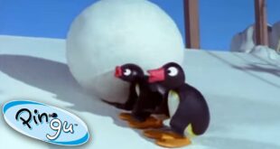 Pingu and the Giant Snowball! | Pingu Official | Cartoons for Kids