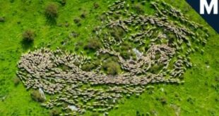 A Drone Captures Mesmerizing Footage of Sheep Migrating | Mashable