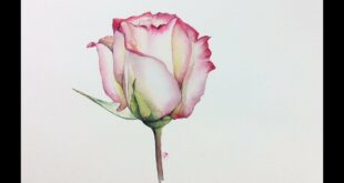 Realistic Rose in Watercolor Painting Tutorial
