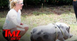Britney Spears Befriends a Pig While Vacationing in Hawaii | TMZ TV