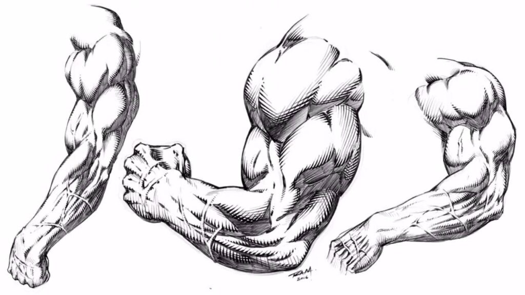 Drawing Muscular Arms Stylized for Comics Demonstration