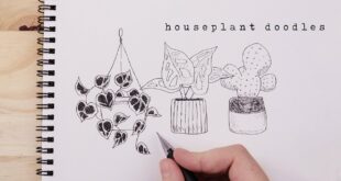 How To Doodle Houseplants | Every Plant You Need To Know