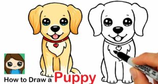 How to Draw a Labrador | Golden Retriever Puppy Easy