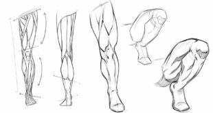 How to Draw Legs  - Anatomy Study for Comic Artists